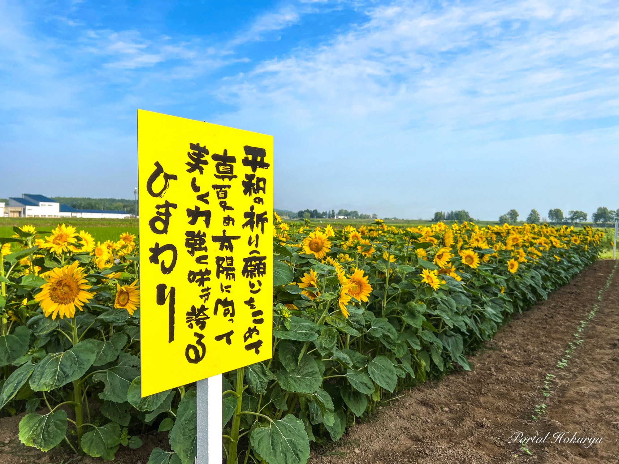 平和の祈り（願い）をこめて、真夏の太陽に向かって美しく力強く咲き誇るひまわり！！！