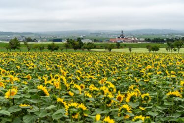 17 iyul (Bazar ertəsi, Milli Bayram) Günəbaxan Kəndi Çiçəyi Vəziyyəti: Dəvəquşu Günəbaxan Labirenti tam çiçəklənir!