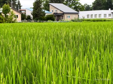 エネルギー溢れる出穂時期！