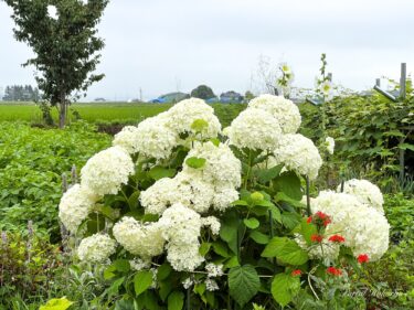 एक प्राकृतिक बगीचे में खिलते हुए सुंदर फूल