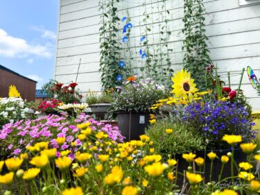 鮮やかに輝く瑠璃色の朝顔