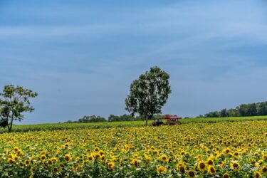 7月22日（土）ひまわりの里開花状況：奥のダチョウ迷路は満開