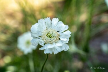 Scabiosa (Qərb şam kriketi) Nonno Meşəsində (Himawari kəndi, Hokuryu qəsəbəsi) yaşayan çiçək pərisidir.