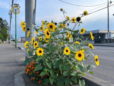 １００輪咲きひまわり「サンフィニティ」