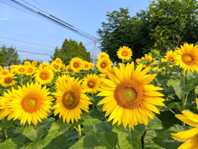 太陽を仰ぐひまわりさん