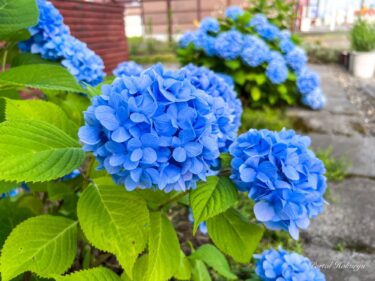 神秘な光で輝く紫陽花