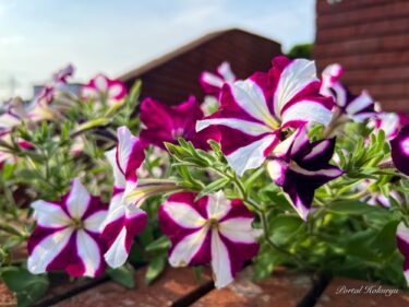 心安らぐペチュニア