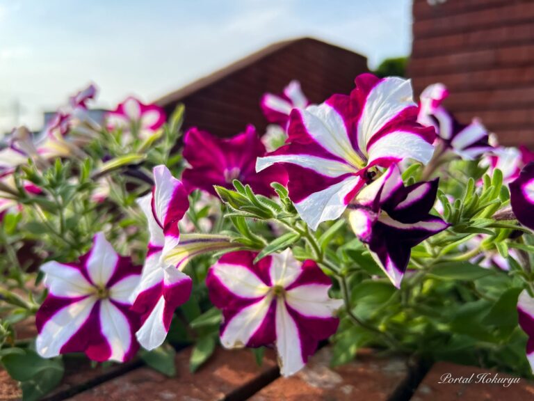 心安らぐペチュニア