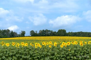 7月28日（金）ひまわりの里開花状況：丘の上のひまわり畑が満開を迎え、展望台近くのジャンボ迷路の圃場はもうすぐ見頃！