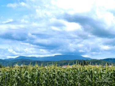 7月28日（金）あかるい農法圃場における植物たちの驚愕の偉大なる成長（ＮＰＯ法人あかるい農法の圃場）