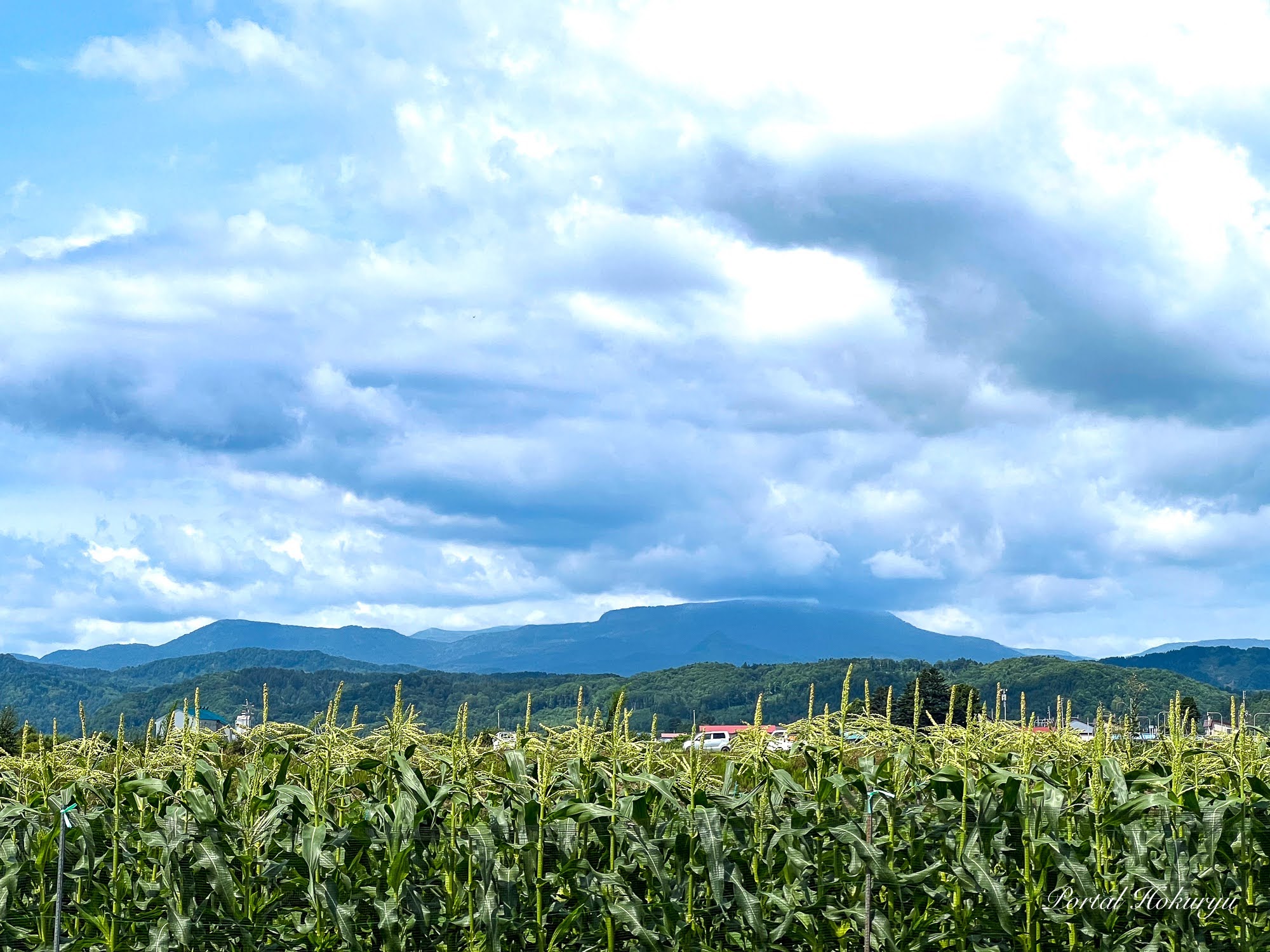 7月28日（金）あかるい農法圃場における植物たちの驚愕の偉大なる成長（ＮＰＯ法人あかるい農法の圃場）