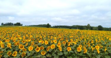 “Lễ hội hoa hướng dương” sẽ bắt đầu vào ngày mai, 22/7 (Thứ Bảy) và kéo dài khoảng một tháng. Hãy chuẩn bị chống nóng [Hokuko Construction]