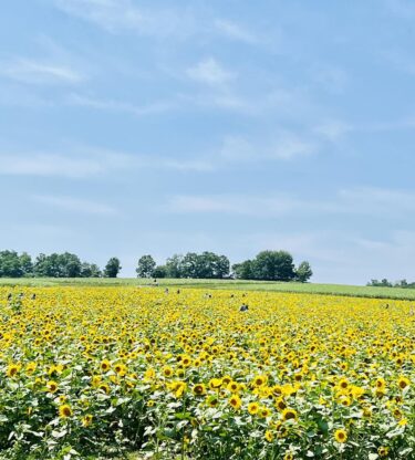 27 Temmuz Perşembe günü 14 kişi antrenman yaptı. Geçen haftadan devam ediyoruz; "Wagtail" ve "Balloon". Her bölümün notalarını ezberleyip bir armoni oluşturduk. Her iki şarkı da harika🎵 [Hokuryu Town Sunflower Chorus]