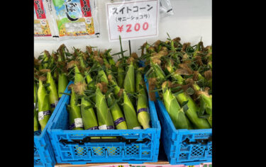 昨日（8/3）は南瓜が初入荷しました♪ 小さなサイズから大きなサイズまで色々と入っています。スイトコーンも沢山入るようになりました。地方発送も致しますので是非ご利用下さい【みのりっち北竜】