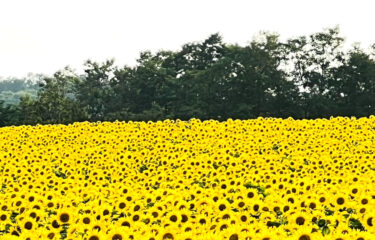 🌻 Ayçiçeği Korosu yaz tatilinde 🌻 Bu sıcak yaz mevsiminde hepinize en iyisini diliyoruz. Ayçiçeği Köyü'ndeki ana alan şu anda tam çiçek açmış durumda ♪♪♪ [Hokuryu Kasabası Ayçiçeği Korosu]