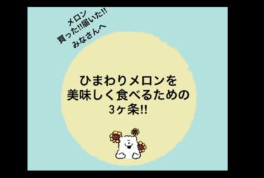 8月4日（金）▶︎▶︎ ひまわりメロンの食べごろについて ✨ ひまわりメロンを美味しく食べるための3か条【農事組合法人ほのか】