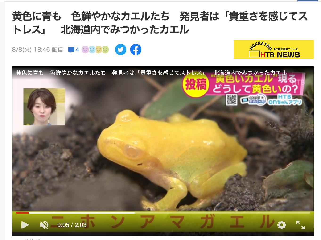 【動画】黄色に青も　色鮮やかなカエルたち　発見者は「貴重さを感じてストレス」北海道内でみつかったカエル【HTB北海道ニュース】