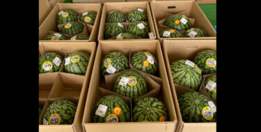 ひまわり西瓜まだまだありますよ！🍉 赤肉のメロンも少しですがまだあります ♪ ジャガイモ 🥔、南瓜が色々揃っています【みのりっち北竜】