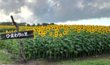 7/22〜8/20まで開催されていた ひまわりまつりが終了しました 🌻 たくさんのお客様にお越し頂き ありがとうございました😊【お食事処向日葵】
