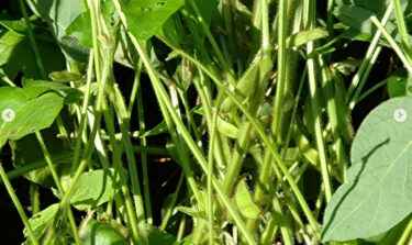 今日（8/24）の黒千石大豆畑です。暑い日が続いてあるので花が枯れていないか心配でしたが、しっかりと実を付けていました！【黒千石事業協同組合】