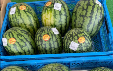 みのりっち北竜では今年最後のサマーオレンジの西瓜 🍉 が本日入りました。ひまわり西瓜 🍉 🌻 もまだありますよ 😀 ジャガイモ🥔、南瓜、玉ねぎと入っています♪【みのりっち北竜】