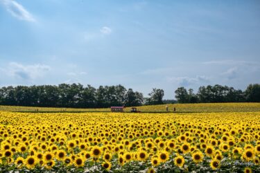 Çərşənbə, 2 Avqust - Günəbaxan Kəndinin çiçəkləmə vəziyyəti: Mərkəzdəki jumbo labirent sahəsi tam çiçəklənir və ən yaxşı vəziyyətdədir!