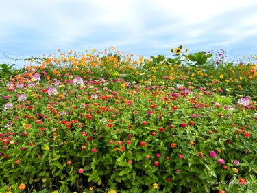 नाकाजिमा परिवार के प्राकृतिक उद्यान में एक आरामदायक पल