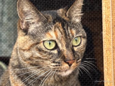 Tsunekichi, kucing kesayangan keluarga Nakajima yang bermartabat.