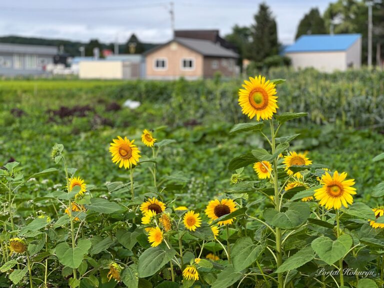 民家の畑に咲くひまわりさん