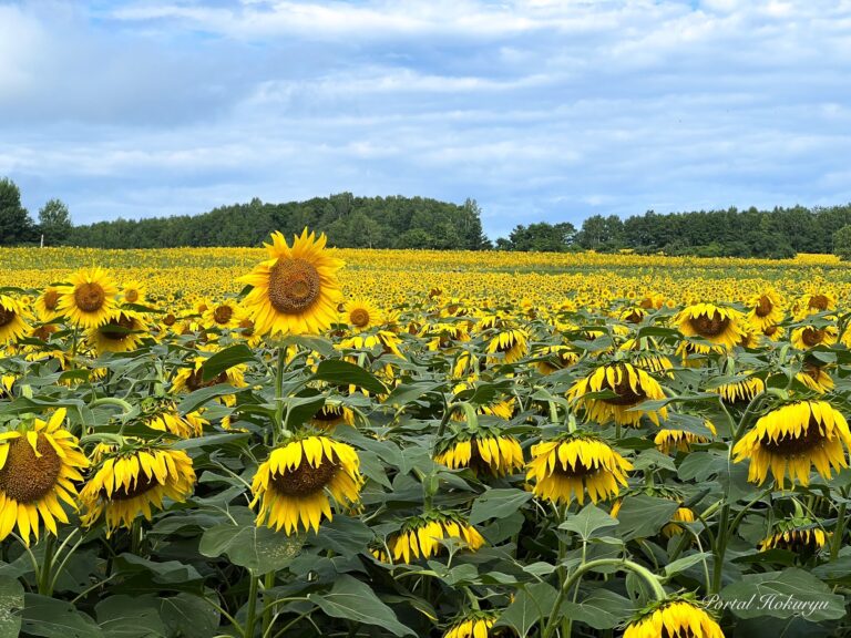 ひまわりの里開花状況８/9