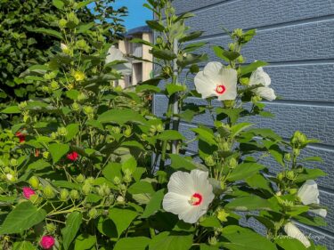 真夏の太陽を想わせる大輪の花「タイタンビカス」