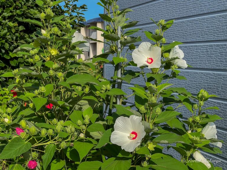 真夏の太陽を想わせる大輪の花「タイタンビカス」