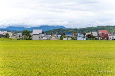 生命エネルギー溢れる稲穂