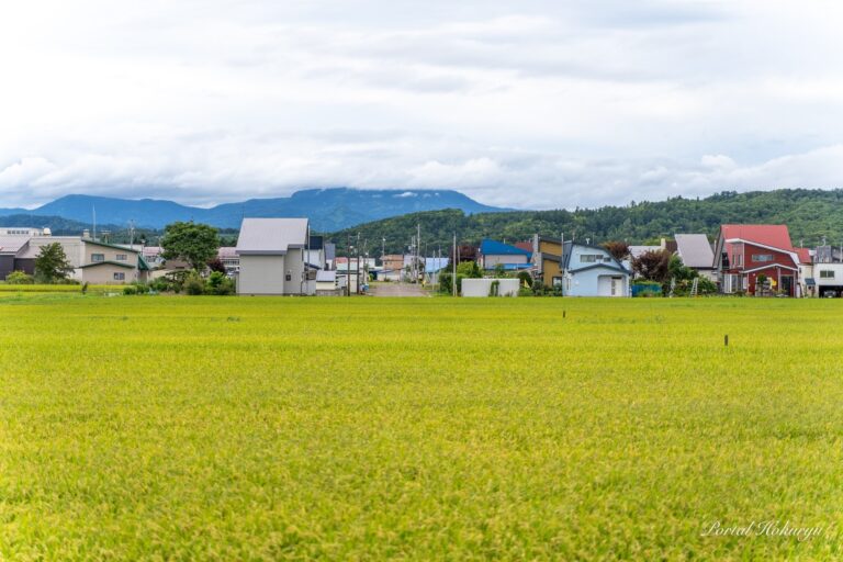 生命エネルギー溢れる稲穂