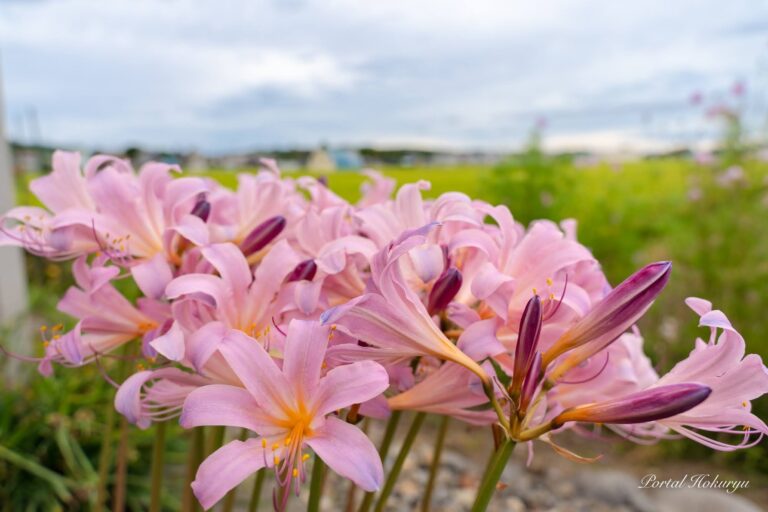 心和らぐナツズイセン