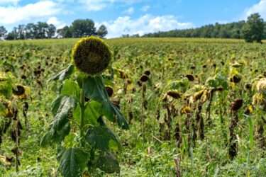 第３７回ひまわりまつり終了、沢山の感動をありがとう！！！