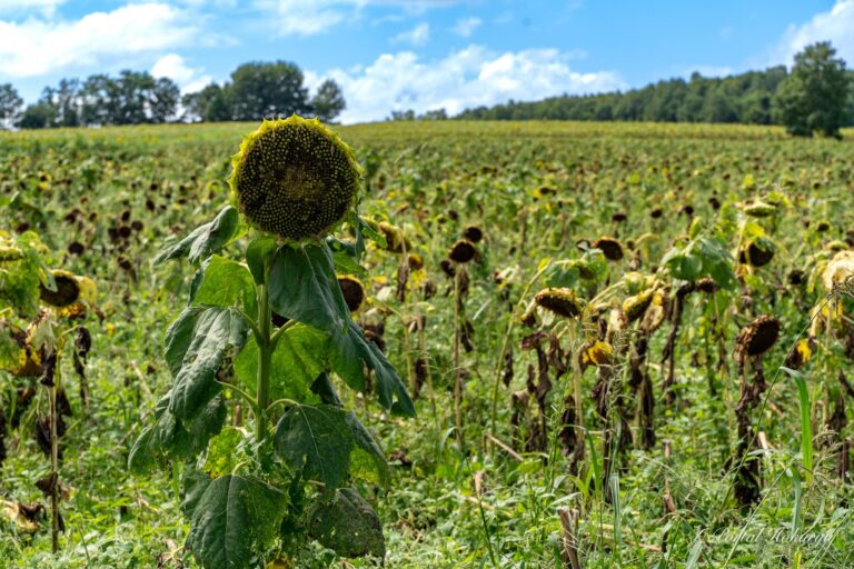 沢山の感動をありがとう！