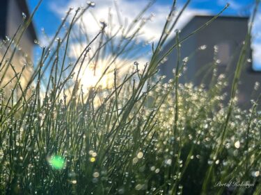 朝露のきらめき