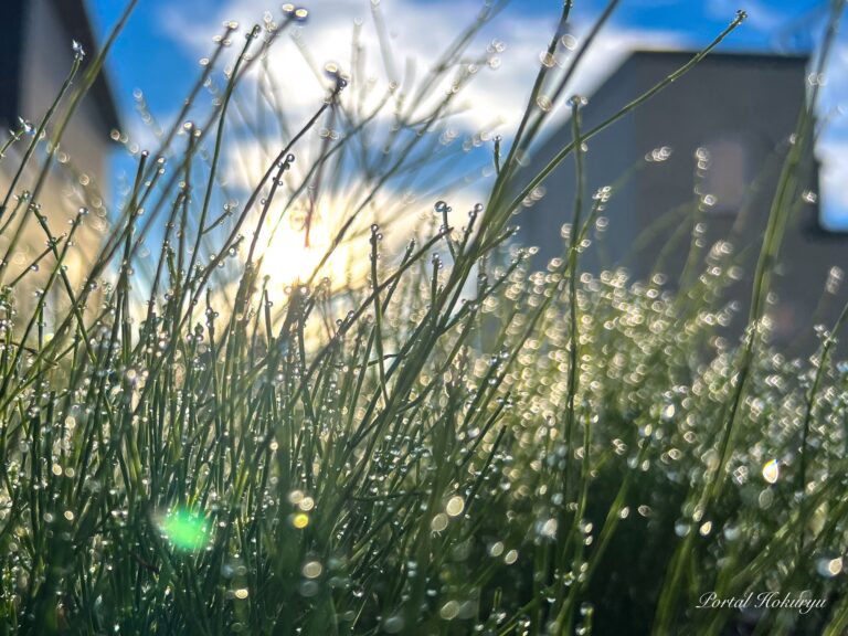 Parıldayan Səhər Şehi