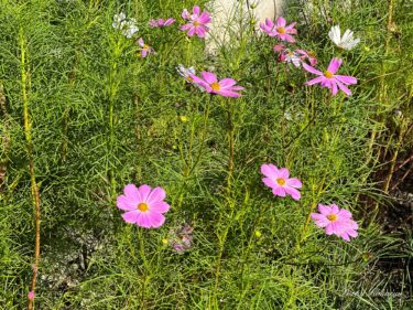 ８月終わりのコスモス