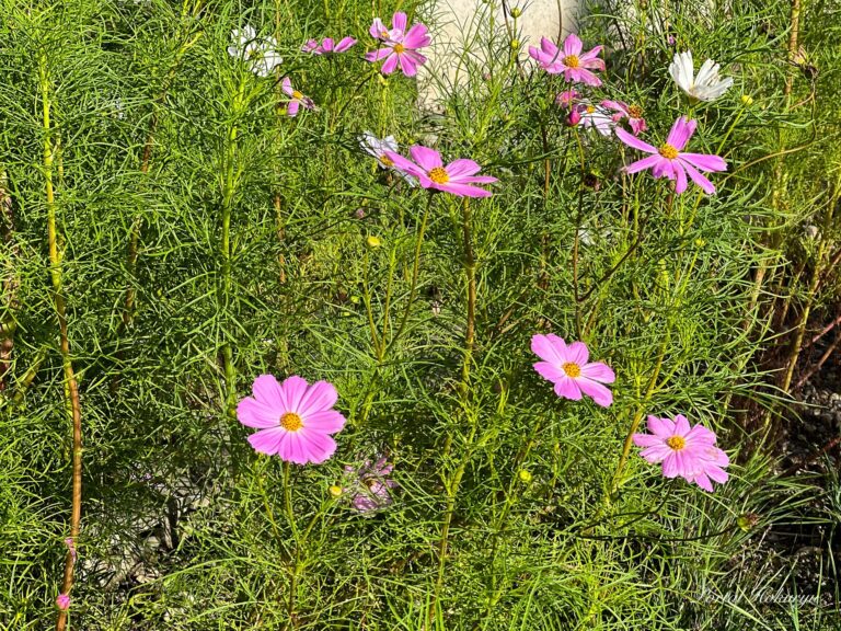 ８月終わりのコスモス