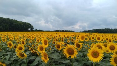 今日（8/4）の「ひまわりの里」です。ジャンボ迷路付近が満開になっています。天気があまり良くないですが、今週末が1番の見頃かと【北興建設】