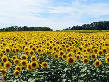 北竜町長 佐野豊 活動報告・7月31日（月）町長部局課長等ミーティング、北海道市町村総合事務組合例月出納検査（札幌市）