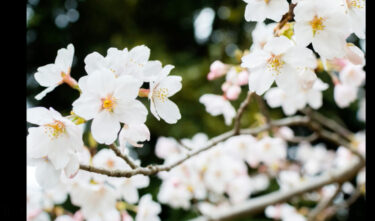 "Sakura" 2016 versiyası Bu, ən son versiyadır, lakin ifa olunduğundan yeddi il keçib. [Hokuryu Town Günəbaxan xoru]