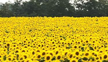 Kamis 7 September Pada Kamis malam yang dingin, 16 dari kami berlatih. Hari ini, kami mengerahkan seluruh energi kami untuk "Sekirei" (Paduan Suara Bunga Matahari Kota Hokuryu).