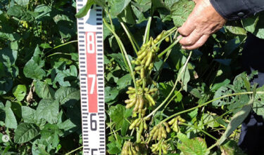 Cánh đồng đậu nành Kurosengoku tuần này. Lá bắt đầu héo và vỏ bắt đầu đổi màu. Các cây họ đậu khác gần như rụng lá nhưng đậu nành Kurosengoku vẫn còn đầy lá [Hiệp hội hợp tác xã kinh doanh Kurosengoku]