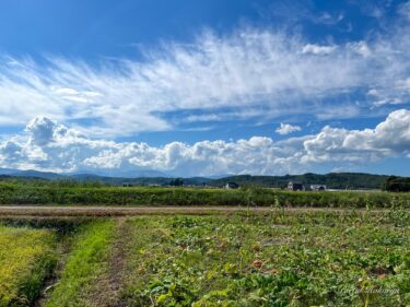 ９月２日（土）の　畑（圃場）の様子