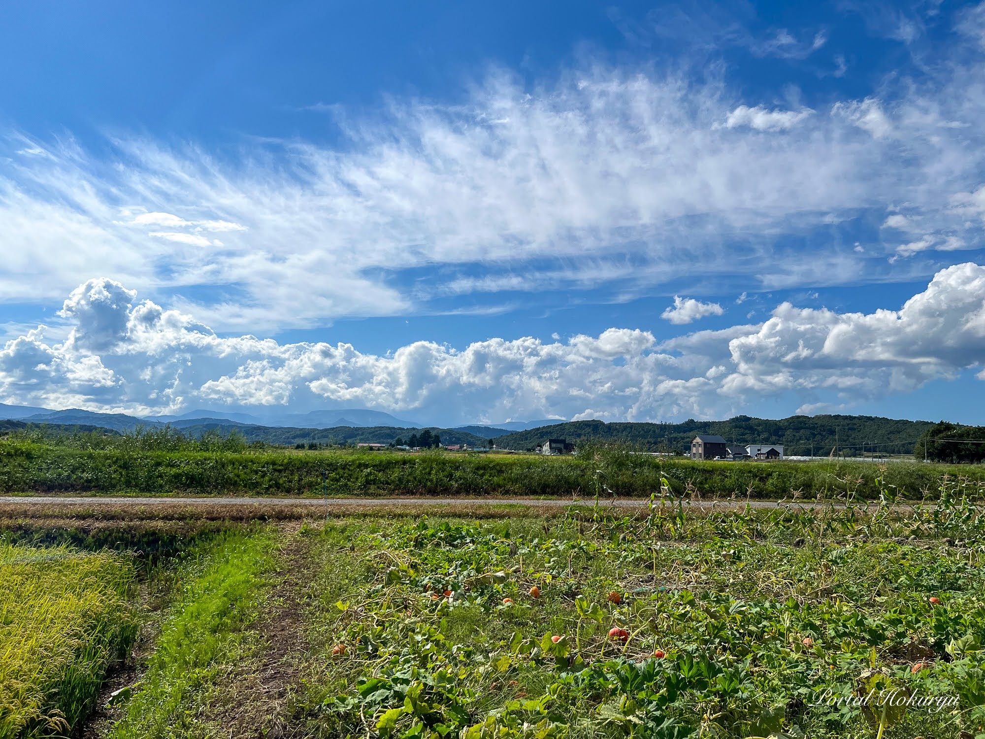 9月2日（土）あかるい農法圃場の農作物栽培は収穫期を迎えました
