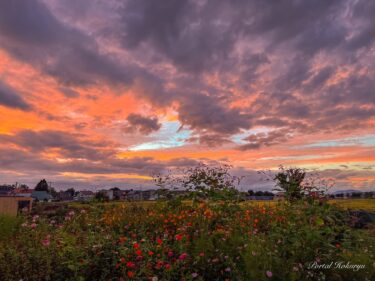 แสงอาทิตย์ตกกระทบสวนธรรมชาติจนเป็นสีส้ม