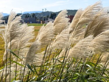 Tai cỏ lau ánh bạc
